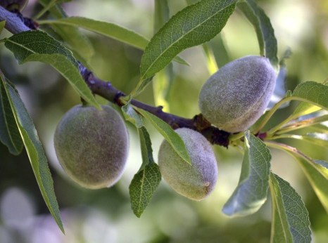 Prunus dulcis 'Texas' / Amandier