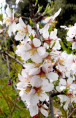 Prunus dulcis 'Texas' / Amandier