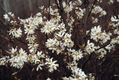 Amelanchier canadensis / Amélanchier du Canada