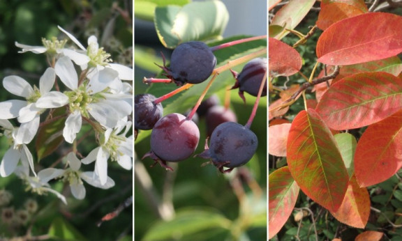 Amélanchier alnifolia 'Thiessen'