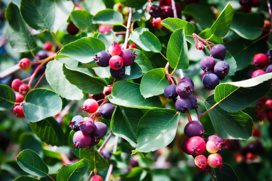 Amelanchier ovalis (rotundifolia) / Amelanchier des bois