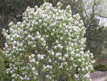 Amelanchier ovalis (rotundifolia) / Amelanchier des bois