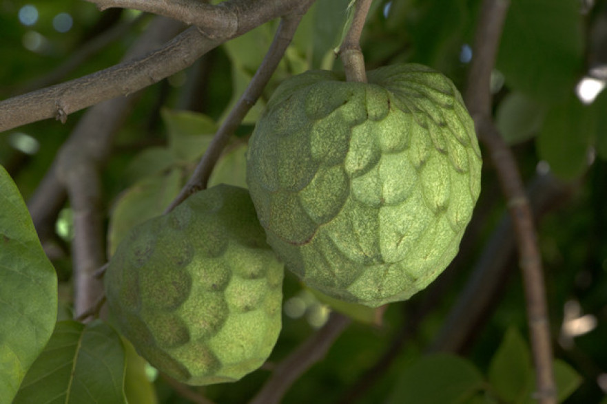 Annona cherimola 'Alboran' / Cherimoyo / Cherimoya greffé