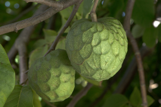 Annona cherimola fine del jete , Cherimoyo, cherimoya greffé