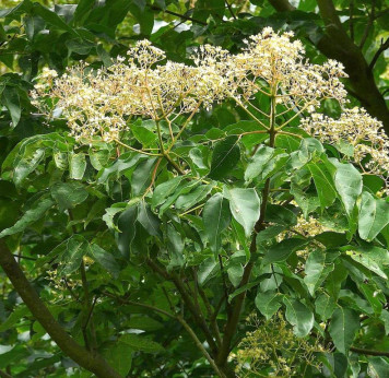 Tetradium daniellii / Euodia /Arbre à miel