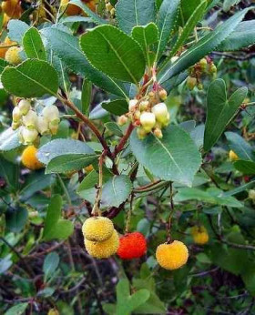 Arbutus unedo / Arbousier / Arbre aux fraises