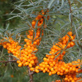 Hippophae rhamnoides 'Hergo' / Argousier femelle