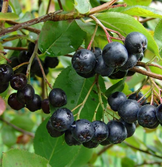 Aronia melanocarpa 'Hugin' / Aronie