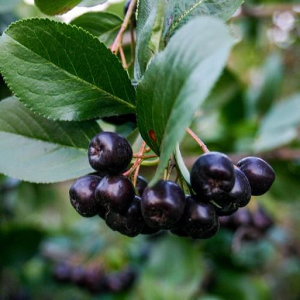 Aronia mitschurinii / Aronie