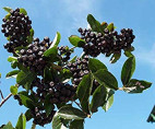 Aronia (x) prunifolia 'Nero' / Aronie