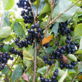 Aronia (x) prunifolia 'Viking' / Aronie