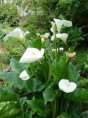 Zantedeschia aethiopica variété géante / Arum blanc