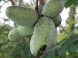 Asimina triloba 'Kentucky champion®' / Asiminier / Paw Paw