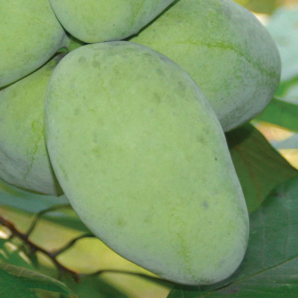 Asimina triloba 'Maria's Joy' / Asiminier / Paw Paw