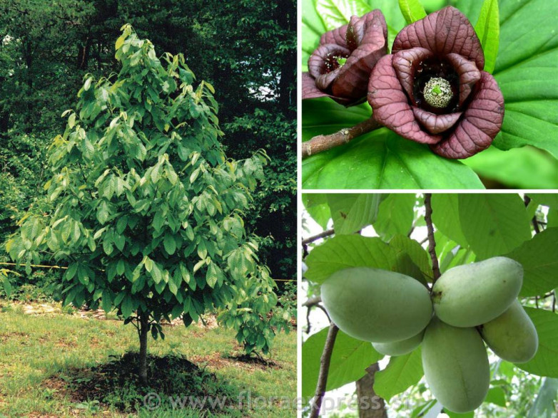 Asimina triloba 'Prima'1216 / Asiminier (autofertile) / Paw Paw