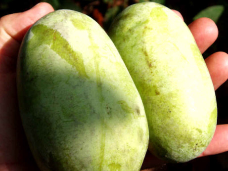 Asimina triloba 'Mango' / Asiminier / Paw Paw