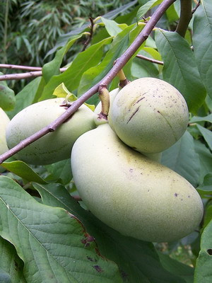 Asimina triloba 'Sunflower' /Asiminier (autofertile)