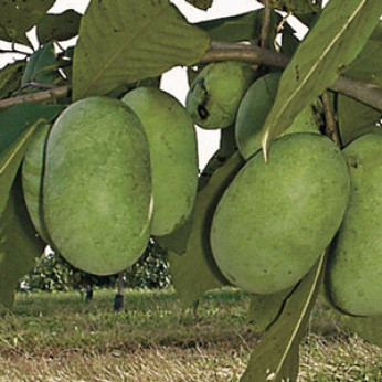 Asimina triloba 'Shenandoah' / Asiminier / Paw Paw