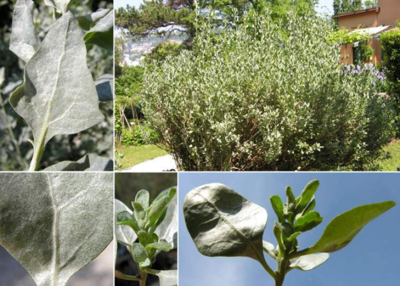 Atriplex halimus / Arroche marine / Pourpier de mer