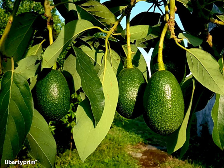 Persea americana var. Ettinger' / Avocatier