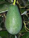 Persea americana var. Fuerte' / Avocatier