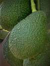 Persea americana var. Hass' / Avocatier