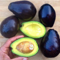 Persea americana var. mexicola' / Avocatier de semi (mexicain)