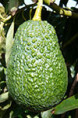 Persea americana var. Lamb Hass' / Avocatier