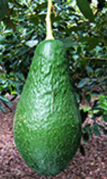 Persea americana var. Pinkerton' / Avocatier