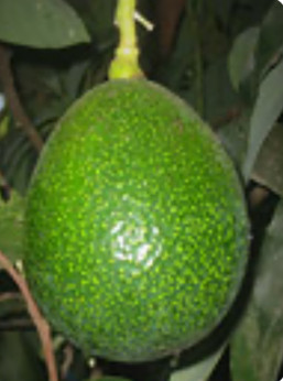 Persea americana 'Reed' / Avocatier 'reed'