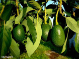 Persea americana var. 'Jimenez' / Avocatier