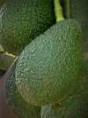 Persea americana var. 'Duke 7' / Avocatier porte-greffe mexicain