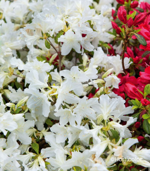 Azalée japonaise Adonis / Azalea japonica blanche