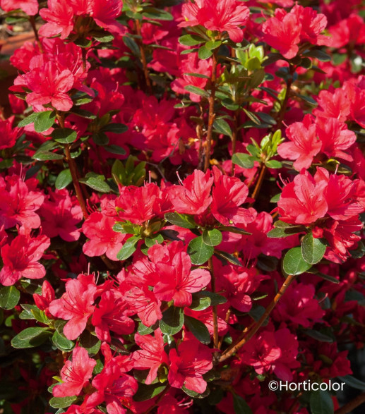 Azalée japonaise Hino crimson/ Azalea japonica rouge brillant