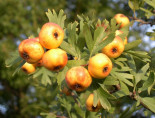 Crataegus azarifolius/ Azerolier jaune