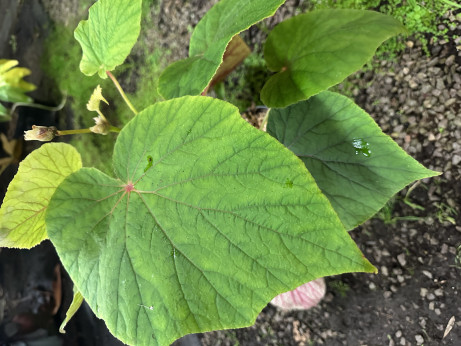 Begonia 'Torsa'