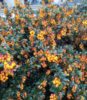 Berberis 'Darwinii' / Epine vinette de Darwin