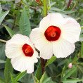 Bissap vert / Hibiscus sabdariffa / Roselle / Oseille de Guinée