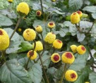 Brède mafane (spilanthes acmella)