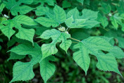 Broussonetia papyrifera / Mûrier à papier (Mûrier de Chine)