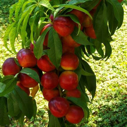 Prunus persica 'Fantasia' / Brugnonier Nectarinier