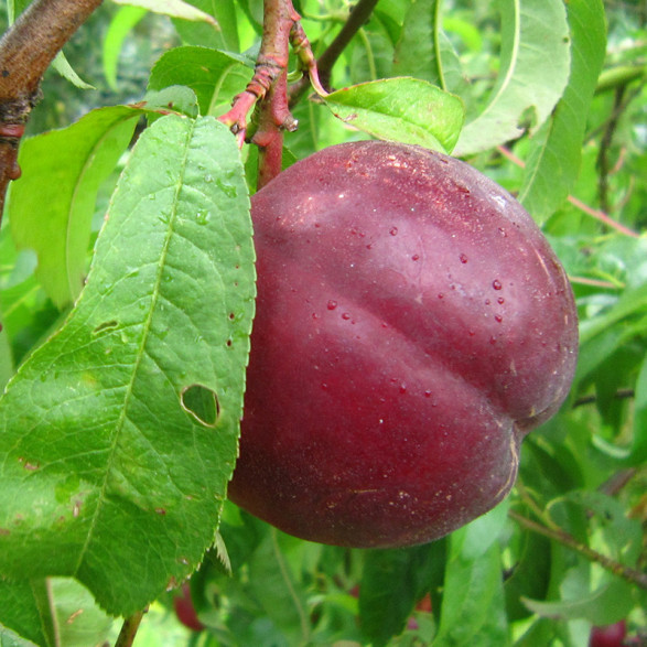 Prunus persica 'Nectarose' / Brugnonier à chair blanche