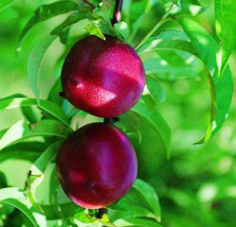 Prunus persica 'Morton' / Brugnonier Nectarinier