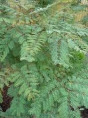 Caesalpinia gilliesii / Oiseau du paradis (Erythrostemon)