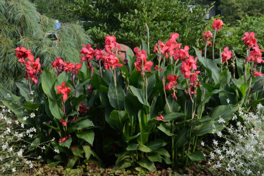 Canna Cannova rose