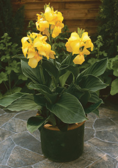 Canna Cannova yellow