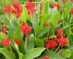 Canna comestible, canna edulis