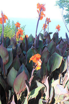 Canna Pourpre Liberté (wyoming)