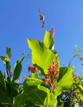 Canna 'Géant marabout'