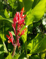 Canna 'Géant marabout'